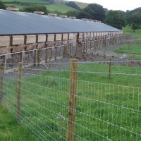 Cowherd net