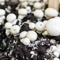 mushroom mycelium