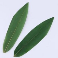 bamboo leaf