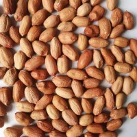 CHINESE ORGANIC PEANUT KERNELS 40/50