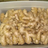 FRESH GINGER