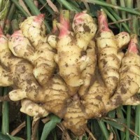 Organic ginger